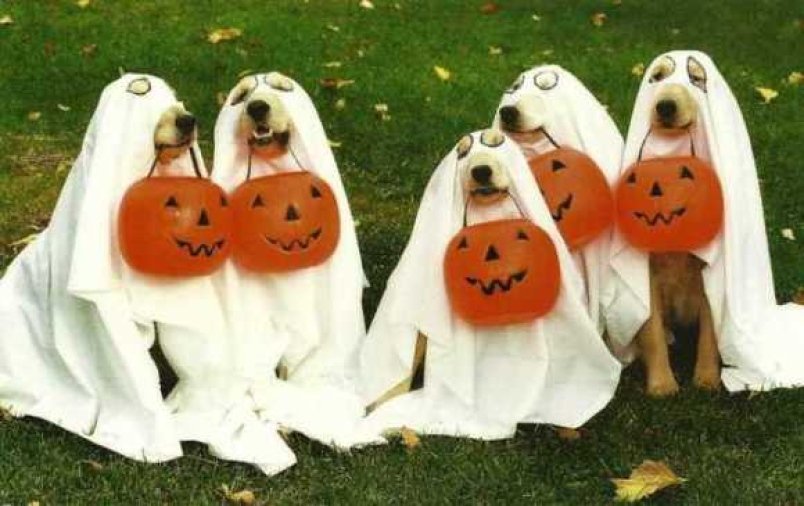 isdbuzz's tweet image. You're ready for Halloween, right? If you still need costumes, candy, decor &amp;amp; more, order online for same-day store pick-up from our partners, like #Walmart! Click the link below and get done - you wouldn't want to disappoint those trick-or-treaters! 

isdbuzz.com