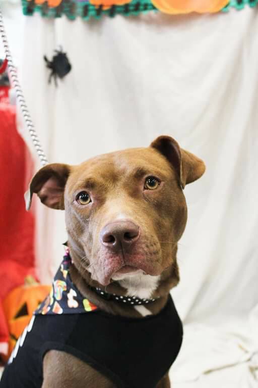 GoodBonesDogs's tweet photo. Angel is the winner of our Halloween photo contest! 🎃 along with a few honourable mentions 👻 https://t.co/ZCQfbZHdzU