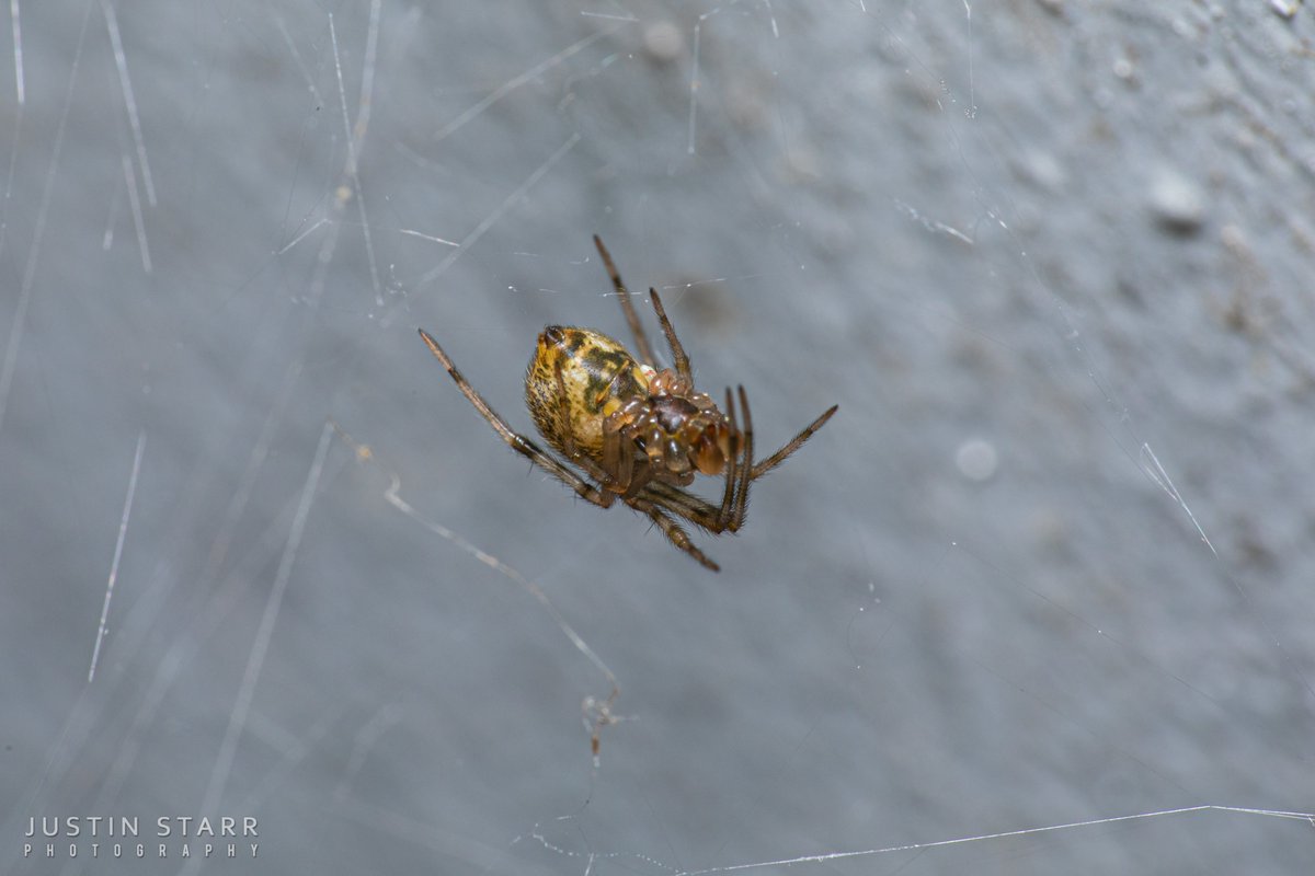 UrbanAstroNYC's tweet photo. These are just SOME of the residents of my porch. None of the following 7 pics are the same spider; they're all different individuals. I really need to start charging them rent.
#CommonHouseSpider
#Parasteatodatepidariorum
#Arachtober 29th
1 of 2 https://t.co/H9lJ55x2ps