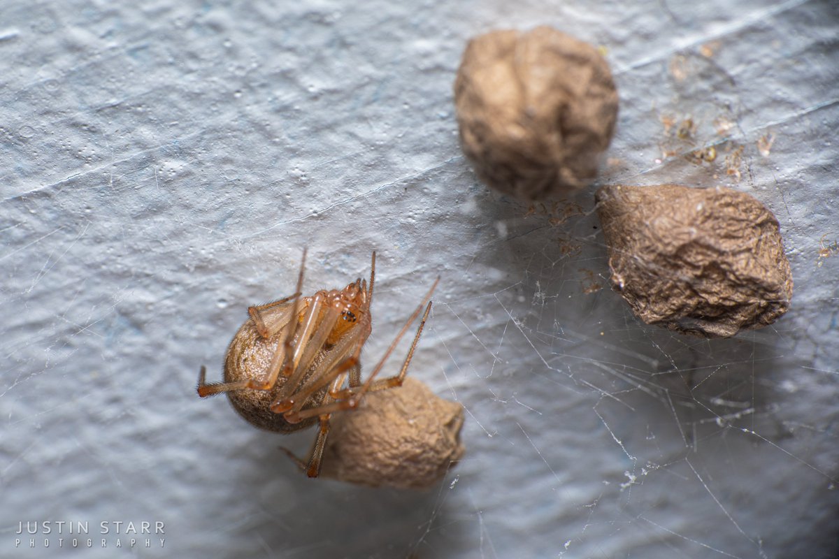 UrbanAstroNYC's tweet photo. These are just SOME of the residents of my porch. None of the following 7 pics are the same spider; they're all different individuals. I really need to start charging them rent.
#CommonHouseSpider
#Parasteatodatepidariorum
#Arachtober 29th
1 of 2 https://t.co/H9lJ55x2ps