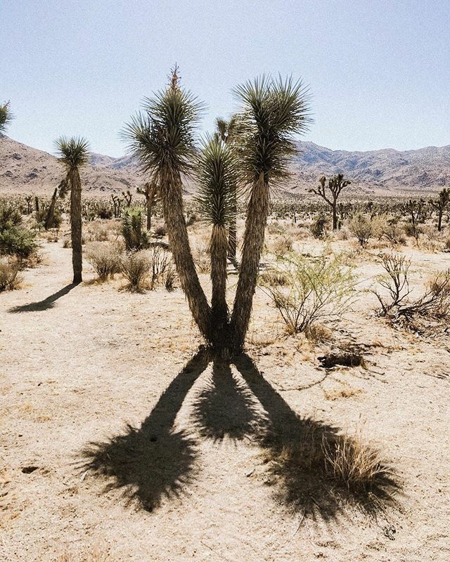 jerwaters's tweet image. Joshua tree shaking his pom-poms ift.tt/332ibdK