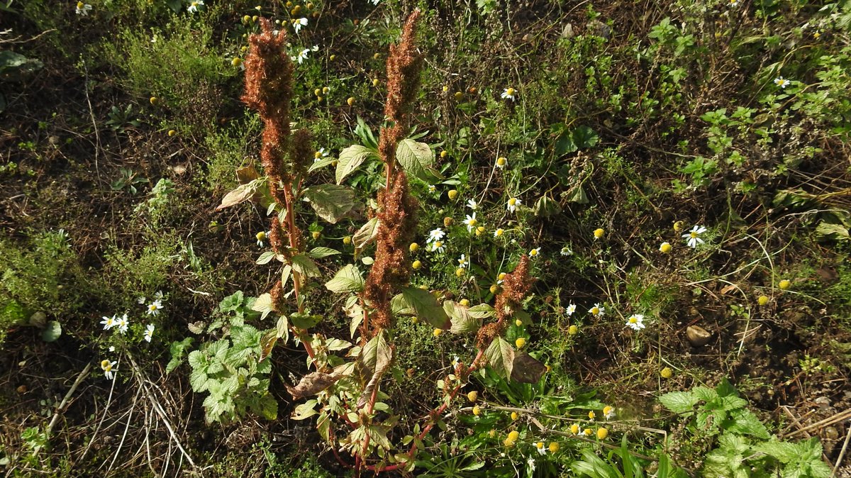 numenini's tweet photo. Occupants of a weedy #Norfolk field: Thyme-leaved Sandwort (Arenaria serpyllifolia), Scentless Mayweed (Tripleurospermum inodorum) & non-native Green Amaranth (Amaranthus hybridus) & dominant Canadian Fleabane (Conzya canadensis)
#MyWalk #Gooderstone #Breckland #ArablePlants 1/10 https://t.co/QXaGZ72L3V