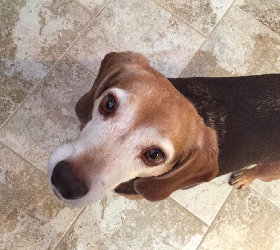 RothbergMona's tweet photo. @nanperusse8 @kady_holland @shmooie1 Hi from our sweet Melo 🐾 https://t.co/GN0Lz1wfSx