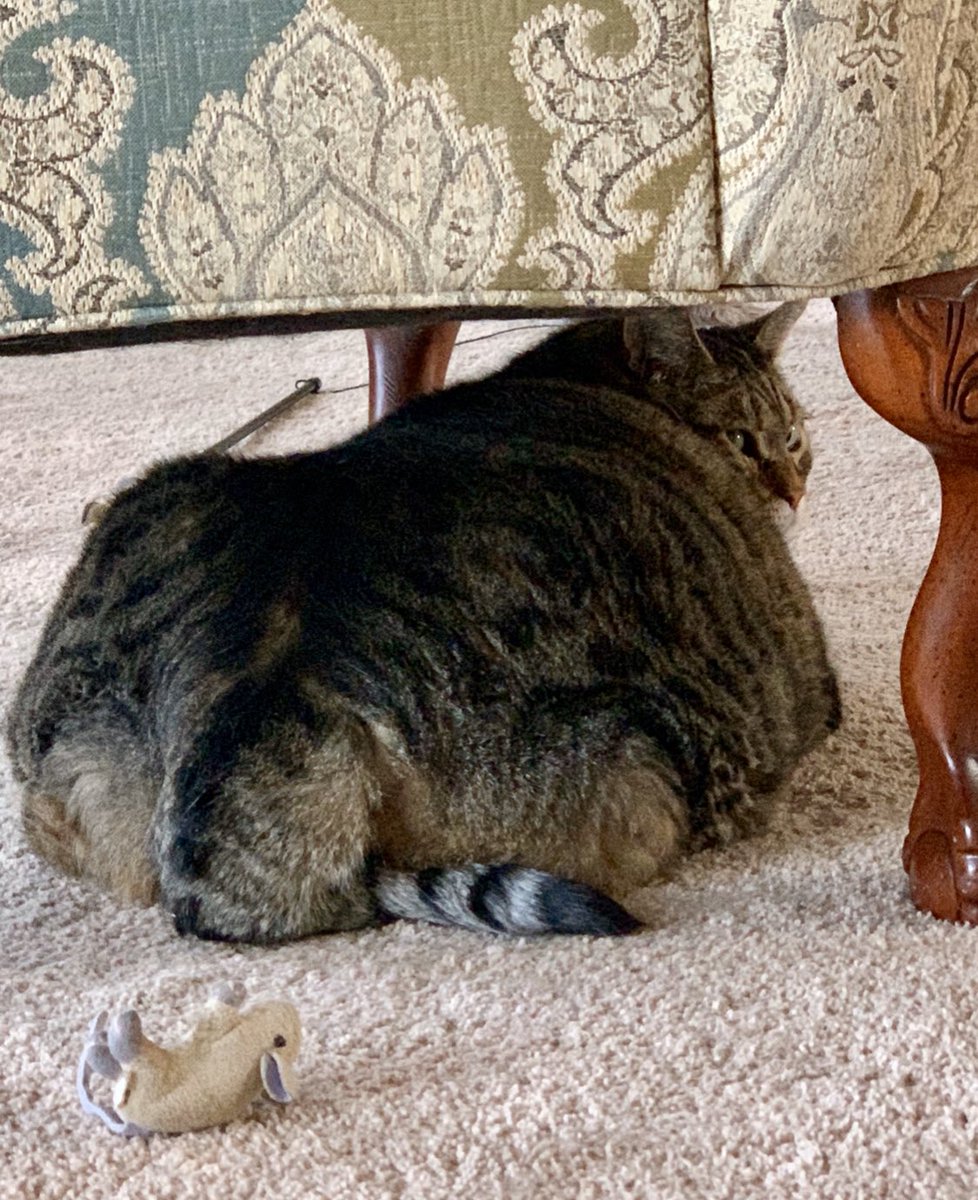 This is one of my clients. She weighs 30+ pounds and continues to grow larger each time I see her. She cannot walk more than a few steps at a time and has breathing problems because of her weight. If you think this is cute, please re-evaluate. This is a cat that suffers daily—