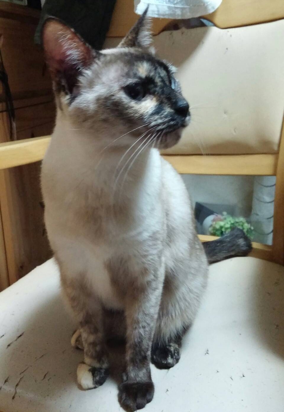しゃむネコ ベスウィック シャム猫フィギュリン No.1559（可愛い 猫の置物