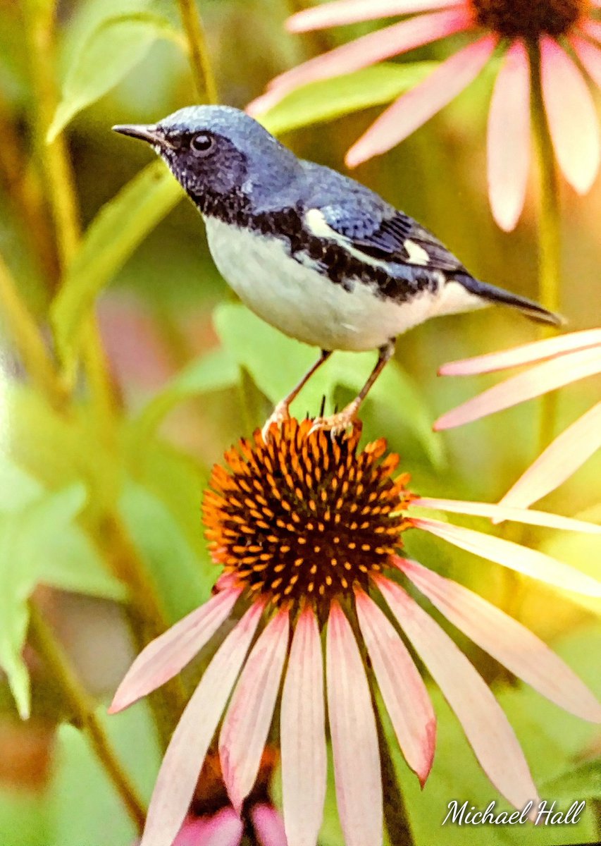 Michael Hall tweet media