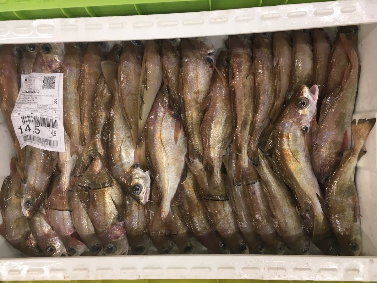 xulioval's tweet photo. Pescado recién desembarcado perfectamente estibado y preparado para la subasta en la lonja de #Burela #Calidade @opplugo @PesConect_ #Merluza #Faneca #Robaliza #Abadexo https://t.co/Sid47PSrAV