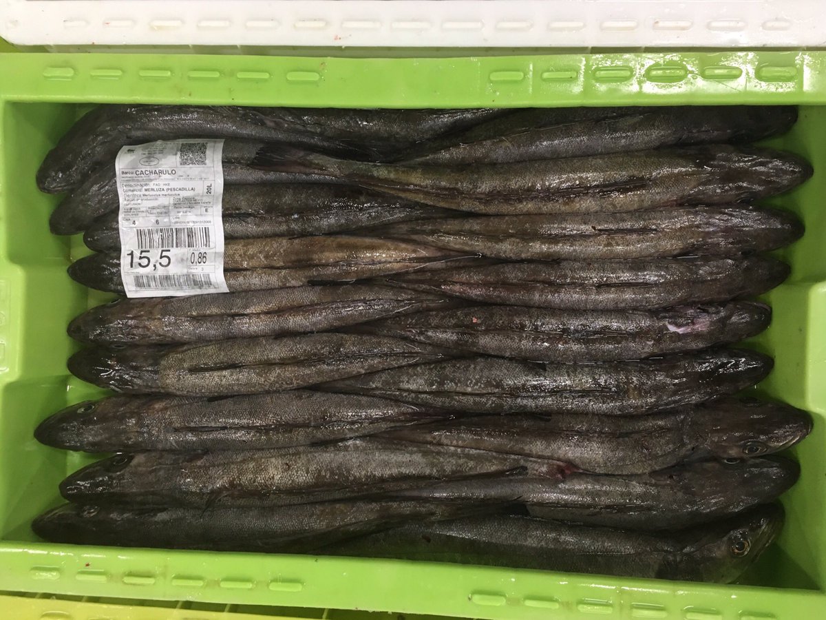 xulioval's tweet photo. Pescado recién desembarcado perfectamente estibado y preparado para la subasta en la lonja de #Burela #Calidade @opplugo @PesConect_ #Merluza #Faneca #Robaliza #Abadexo https://t.co/Sid47PSrAV