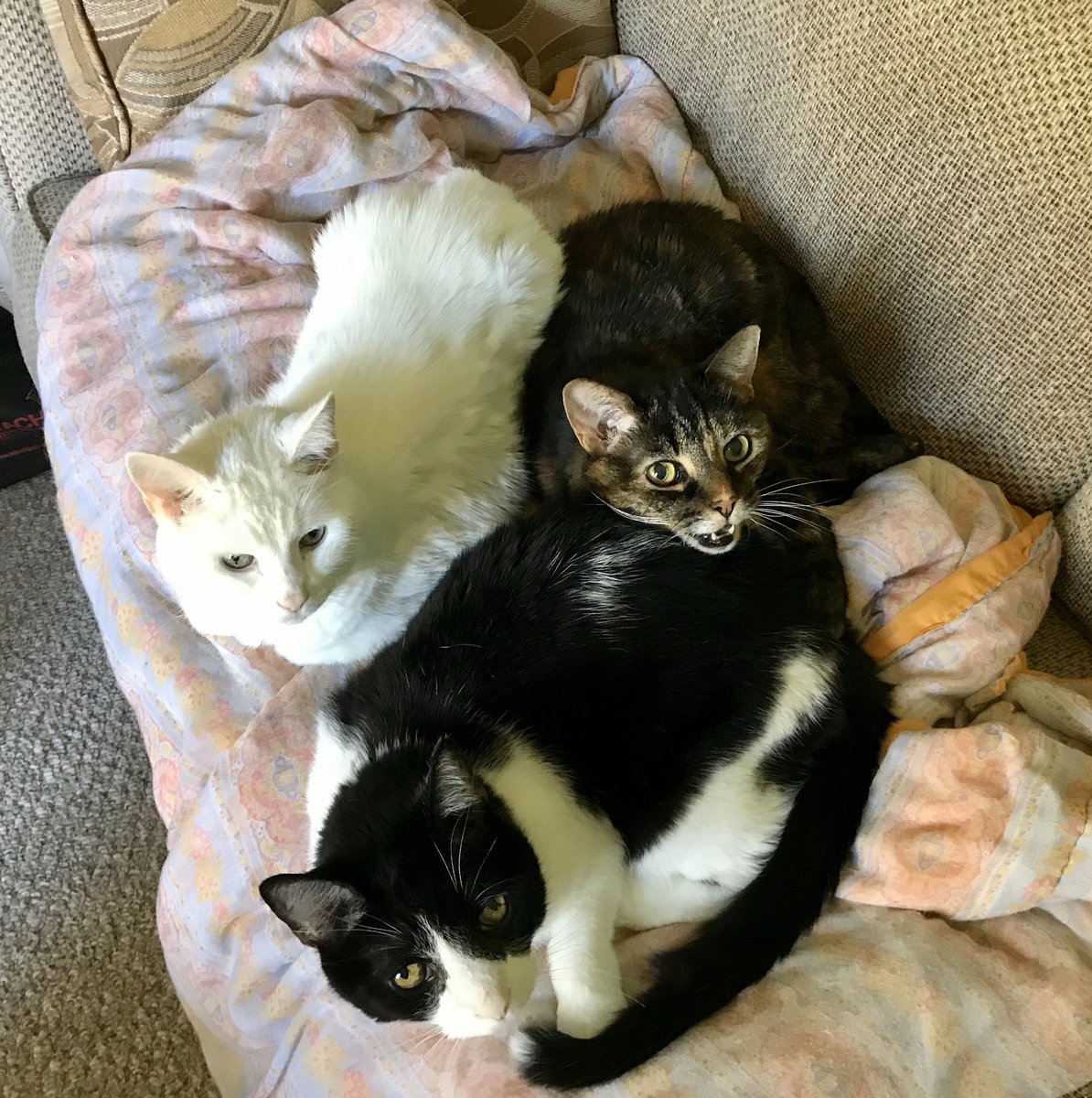 RuckerRules23's tweet photo. National Cat Day! Our Kitty Pile! Princess, Cleo, and Yoda! #SeeItOn7 https://t.co/GuSRg00xNs