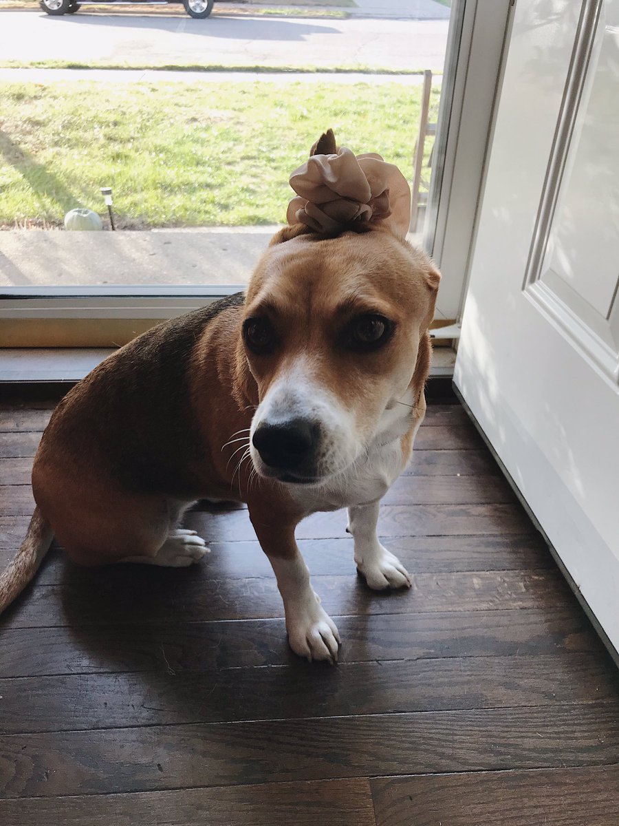 Hi everyone! My dogs Ice (husky) beagle (Hadley) have been missing for 7 days. I live in Troy Ohio by Cookson elementary school. They haven’t spotted in 4 days. Please help me spread the word &amp; find them! ): they’re missed at home🥺💗