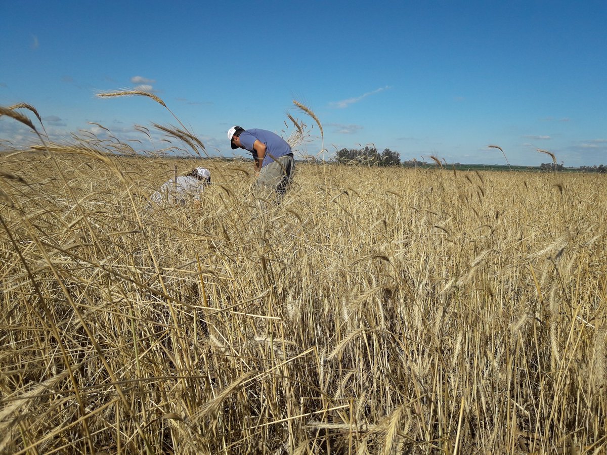 Gran cobertura en lotes de <a href="/ManAgroSA/">Man Agro S.A</a> intensificados, rastrojo de vicia, maíz, centeno ...notable mejora del recurso ... impresiona el aumento  de la  estructura del suelo.