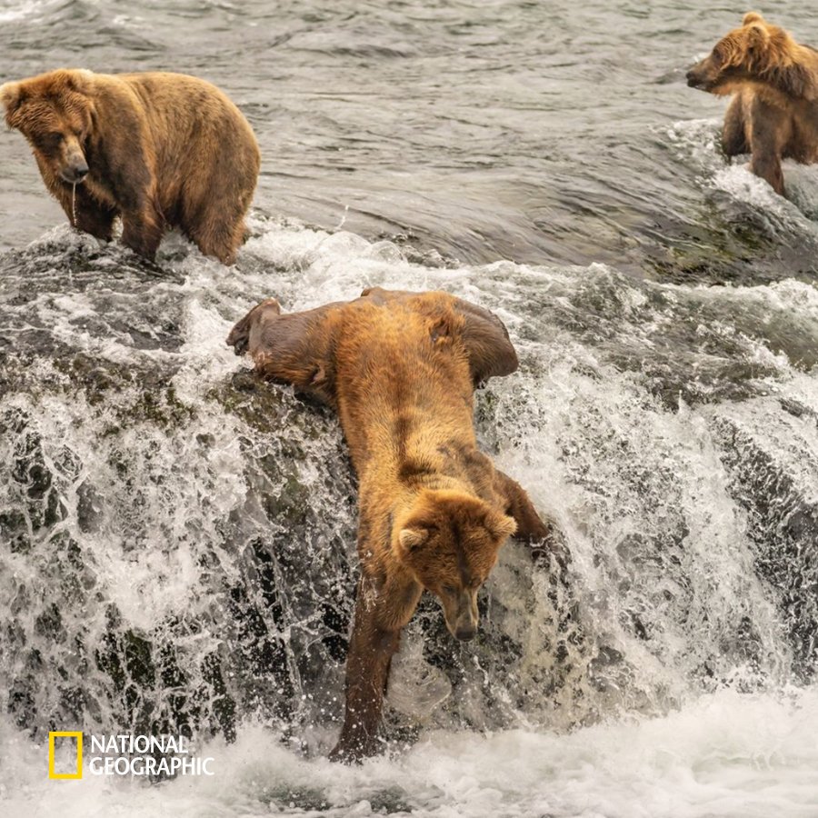 #NG오늘의포토

멀리 있는 연어까지 잡으려던 곰, 욕심이 많았네요.
⠀