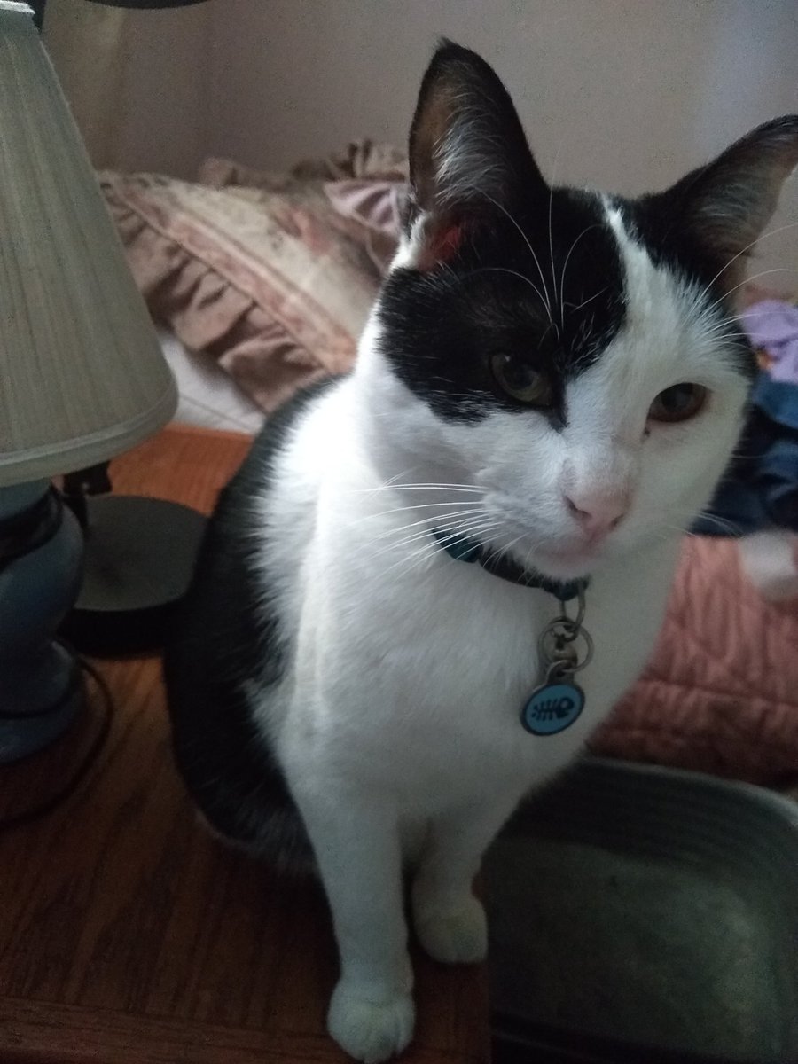 AbaddonSmudge's tweet photo. #NationalCatDay .  I'm an #emotionalsupportcat.  And I'm a #rescuecat.  I help my mom live a more normal life. https://t.co/HYHKhKh7fU