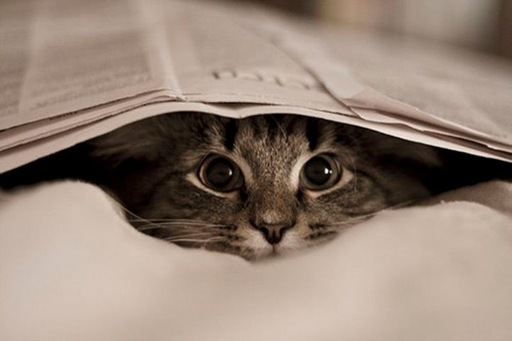noticias24's tweet photo. Es viral: el reto del gato escondido que trae a todos confundidos #retosvisuales #palomas #camuflado #gatoescondido - https://t.co/0A1WR4ajfX https://t.co/PnA8lQdQoj
