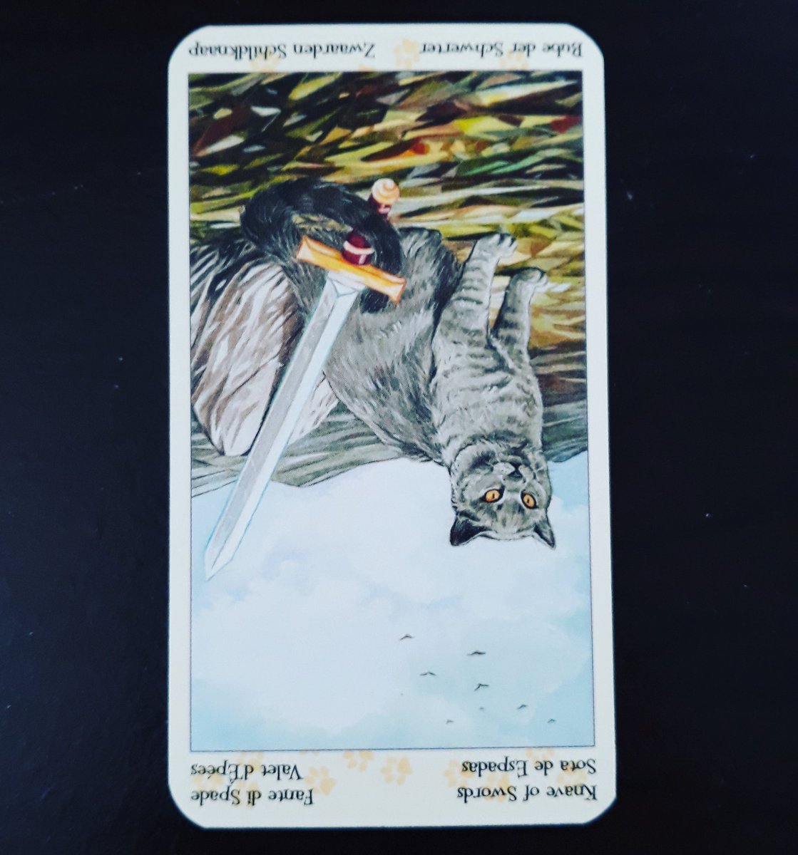 luminousmeow111's tweet photo. 🐱 Message for the collective 10/29/19 - Knight of swords - reversed
https://t.co/f3yMTfldL4
.
.
.
#tarottuesday #cardoftheday #knightofswords #reversed #kitty #cats #tarot #advice #messageoftheday #dailytarot #themeowdaily #latepost https://t.co/GgSX2iCCik
