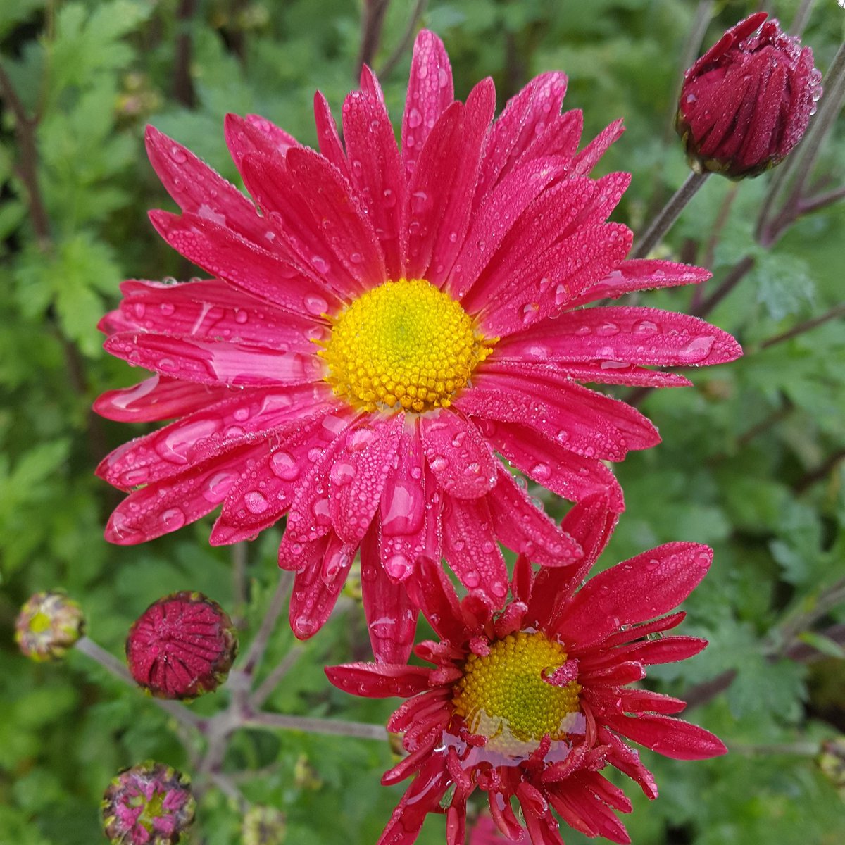 PlantPref's tweet photo. Chrysanthemum 'Mrs Jessie Cooper no. 2'
#chrysanthemummrsjessiecooperno2 #hardychrysanthemums #gardenchrysanthemums #nameconfusion #lateautumnflowers #juststarting https://t.co/vW3XIwhLHC