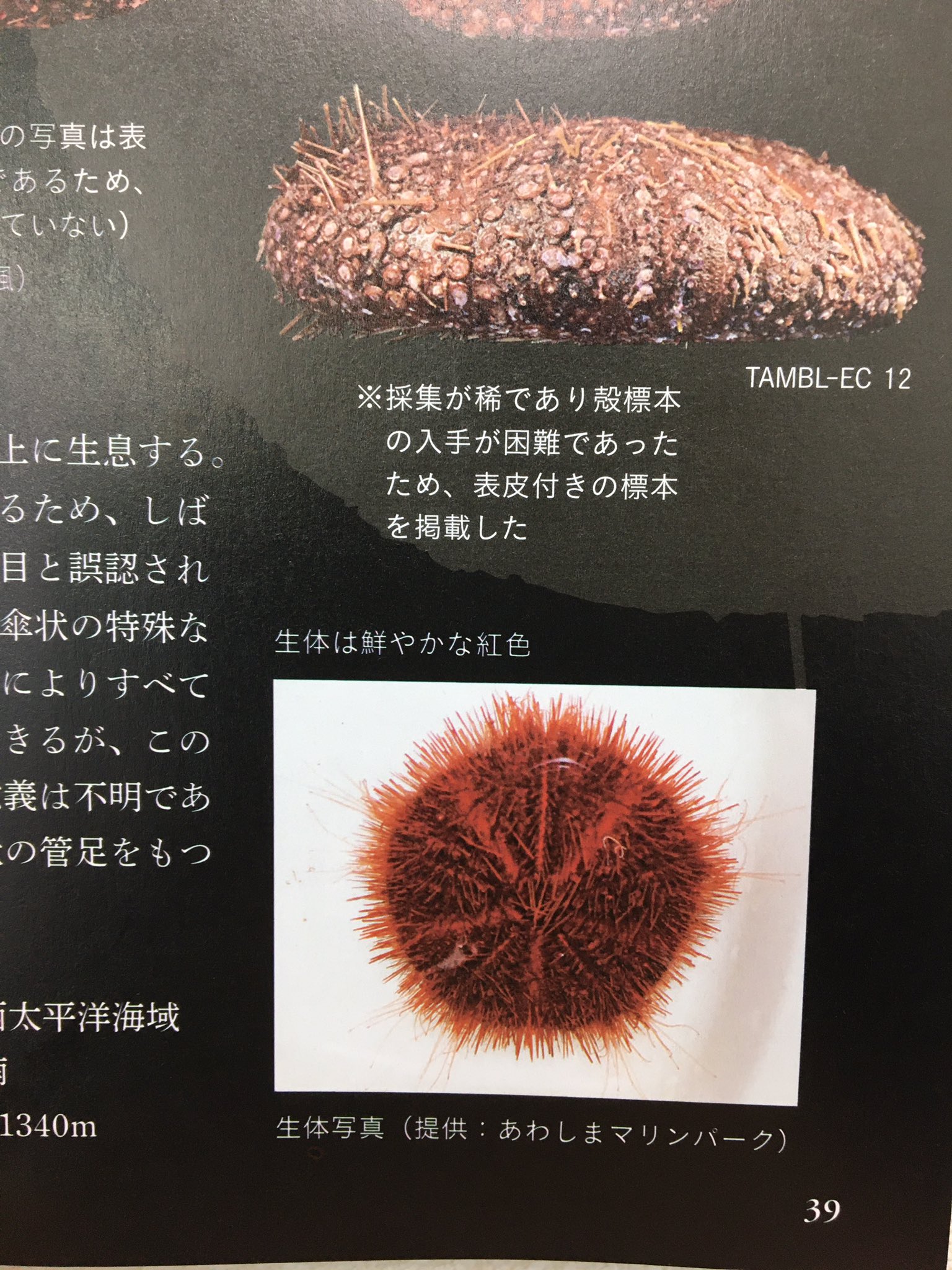 しまたろう あわしまマリンパーク公式 あわしまマリンパーク情報 10 30 先日販売スタートした ウニハンドブック 実はあわしまマリンパークのカサアシガゼの写真が掲載されました ウニに特化した超マニアック本 書店で手に入ります ちなみに