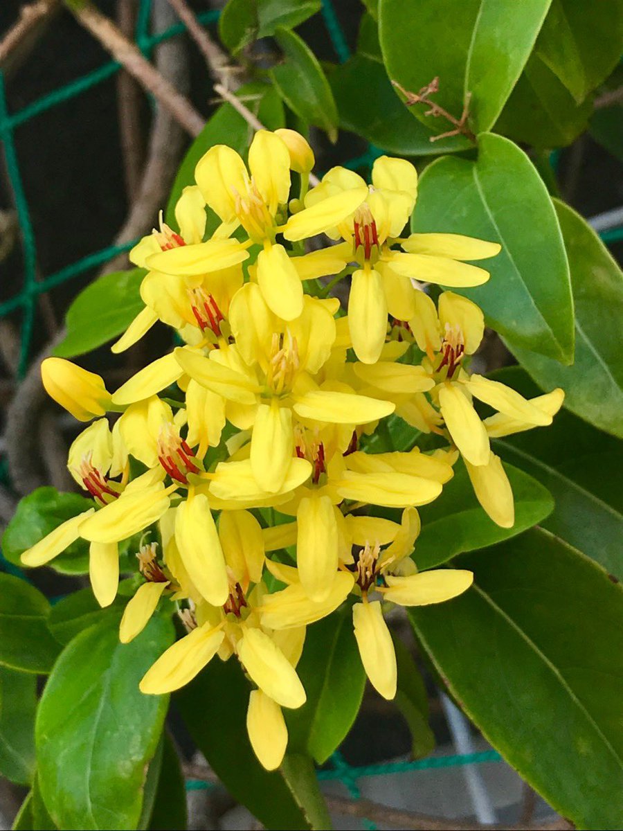 敬子 No Twitter 黄色い花 コウシュンカズラ