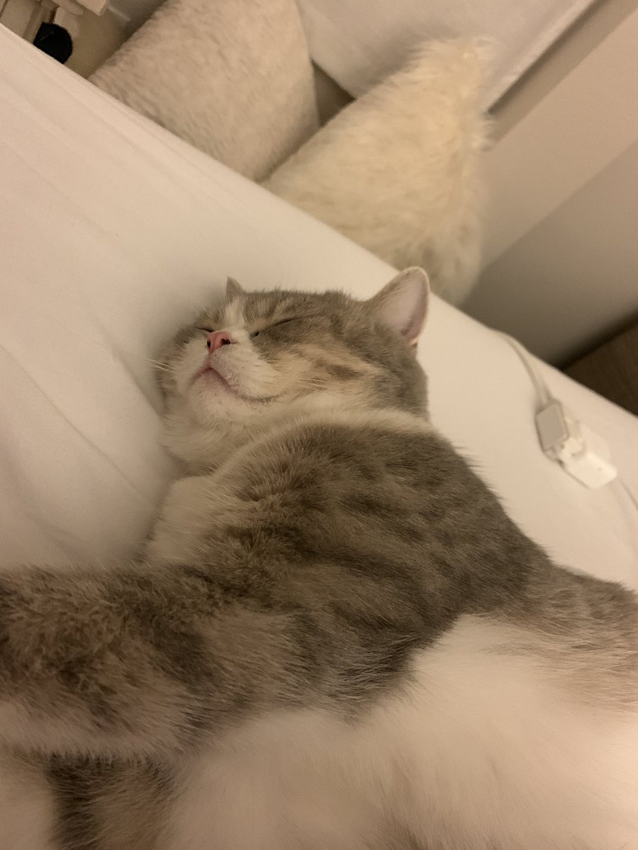 Happy National Cat day to Bubbles! Thanks for being my nap partner and always stealing my pillow 😻😻