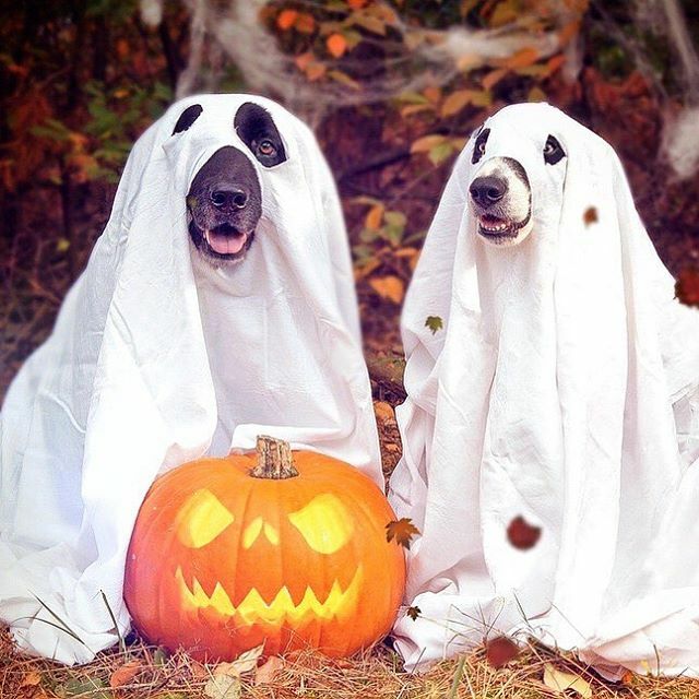 aBeautiful_Blue's tweet photo. Does your fur baby wear a Halloween costume?🐶🎃🐱 .
.
Last year I bought our border collie a TACO🌮 COSTUME. It was so adorable. 🌮🐕 .
.
.
.
.

#dogmom #catmom #halloweendogs #halloweendogcostume #doghalloween #halloweendogcostumes #halloweendogsofin… https://t.co/z3u8ay06Nu https://t.co/DcHtBqSGSP
