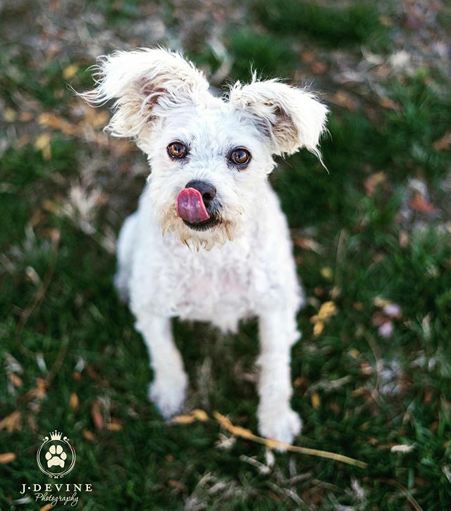 jdevinephoto's tweet photo. It’s #tongueouttuesday with Molly at the #bentonfranklinhumanesociety she’s waiting there for her forever home. #adoptdontshop #whynotmepets #dog #mutt #mixedbreed #sonya7iii #kennewickwa #tricitieswa https://t.co/xNm3S2T0gJ https://t.co/08kVngnsVo