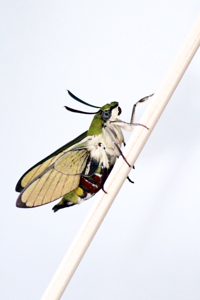 ট ইট র 日本自然環境専門学校 公式 ただいま 生物分類技能検定 の写真問題を制作中 昔の写真をさがしていたら 飼育していた オオスカシバ の羽化直後の写真が出てきました 羽についている鱗粉はすぐにとれてしまうので 羽化直後にしか見れませ