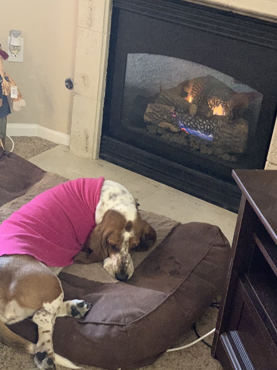 BassetFam's tweet photo. @CindySten Holding down the fort in Westminster! https://t.co/sEDQVpRWWX