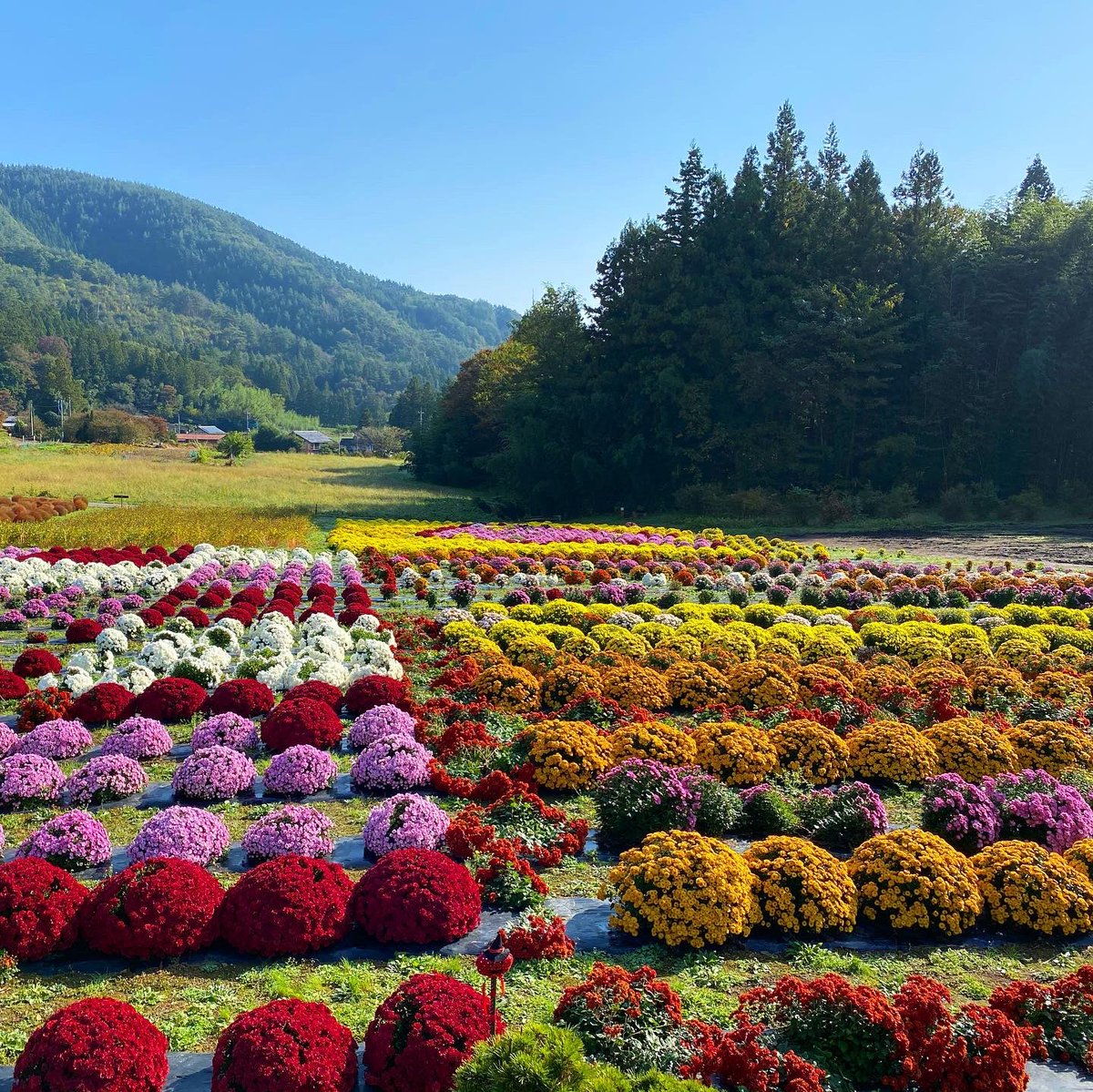 室橋 正晃 コキアの次は菊が満開になる 伊賀野の花畑 11月4日 月 には ホウキ作りと菊鑑賞の無料イベントが行われます 伊賀野の花畑 Minakami