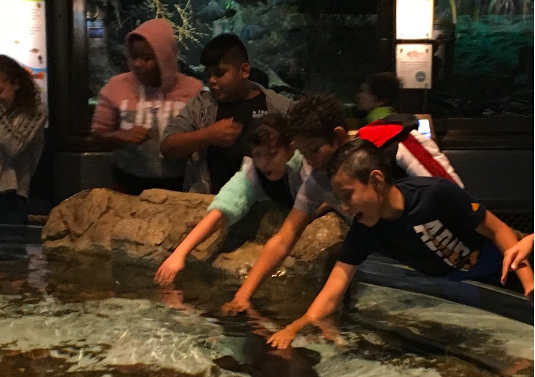 MsDean62's tweet photo. Our 6th graders loved the Shedd Aquarium.  Especially the interactive parts!  #62learns #SheddAquarium https://t.co/lFuoeN9s5k