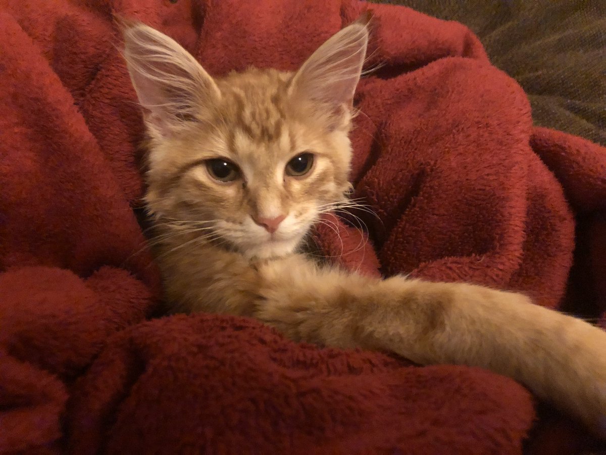 poserviolence's tweet photo. This idiot is the most positive thing to happen in my life since the year started. #NationalCatDay #Hambert https://t.co/smuI3nwSWj