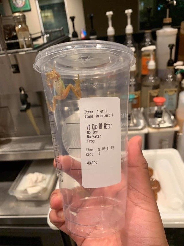 chibleee's tweet photo. fuck it . 

    venti frog https://t.co/Y51GKOo6SF