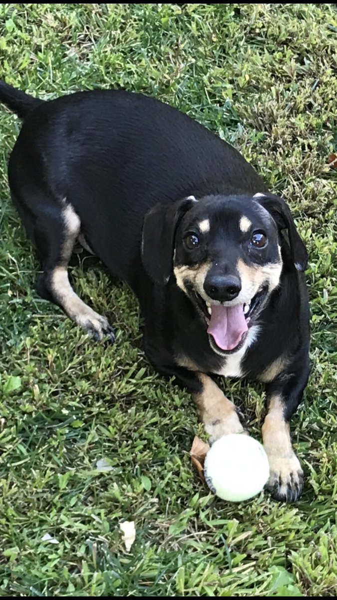 I love this boy more than life. Jasper Layne, your my forever. I Love my Epileptic soulpuppy. Love Daddy & Momma #doxies #dachshunds #doxiesrock #doxielove #doxiesoftwitter #doxienation