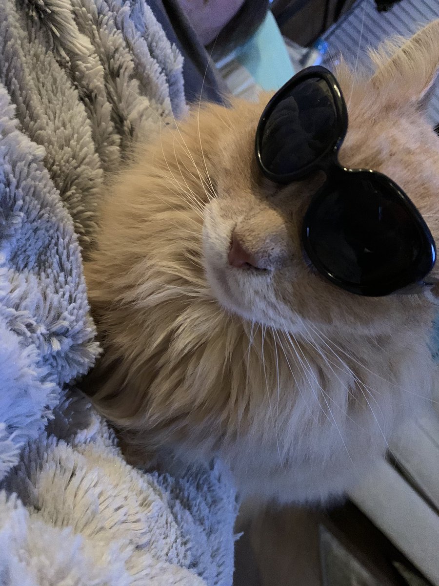 ScatAly's tweet photo. Future so bright I have to wear shades #chucknorristhecat #catsoftwitter #sunglasses #catsofinstagram #catswearingglasses #shethinksshesfunny #imagoodsport https://t.co/9ITYudQlMo