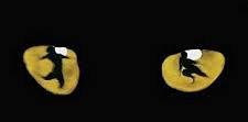 SuffernTheater's tweet photo. @SuffernMusical  we thought you'd give a clue today being #NationalCatDay and all....?!? Hmmm https://t.co/MbYvRSFWtk