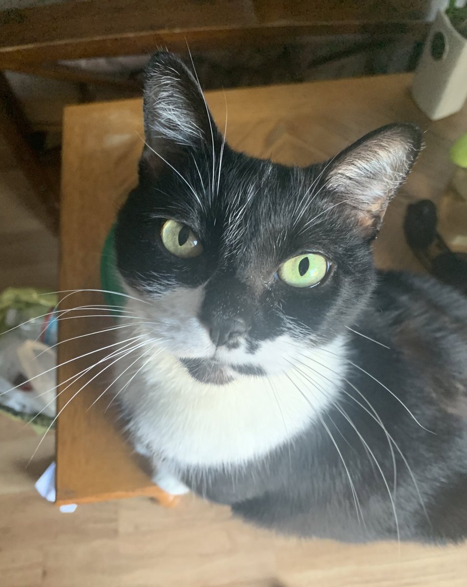 ericmcgill0214's tweet photo. Happy #NationalCatDay from Oreo https://t.co/2DwJJ0yap2