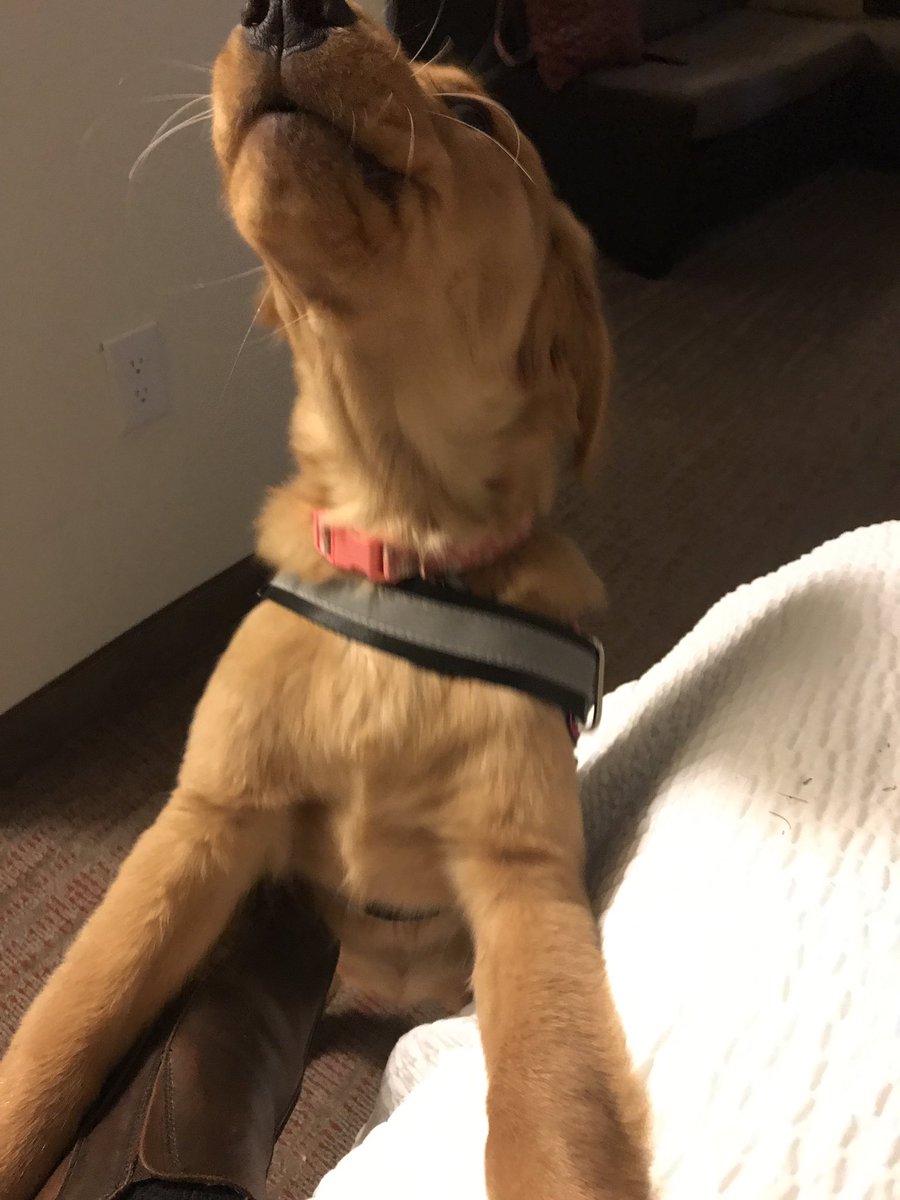 LexiBlue16's tweet photo. I’m going to continue to bark for a treat till I get one paw!! https://t.co/Avn1dZnBGA