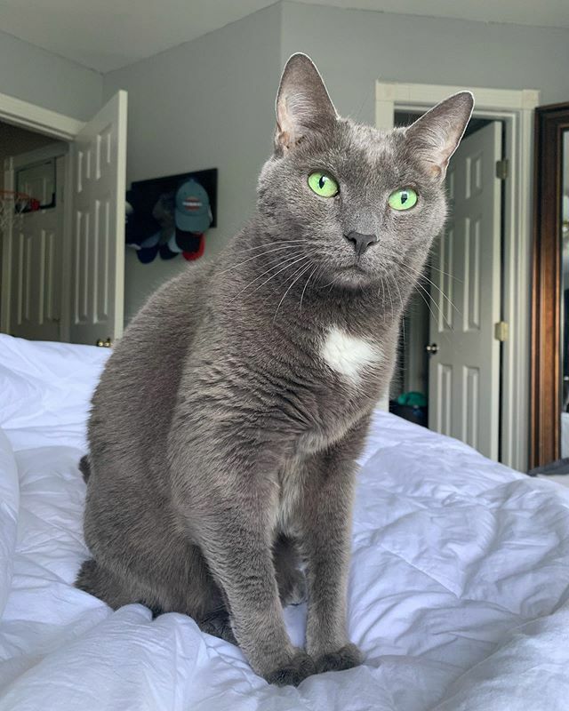 zhsolutions's tweet photo. This stud is always by my side! .
.
.
#nationalcatday #handsomefella #purrfect https://t.co/cizZUlOkC5 https://t.co/bCxe0dnUdh