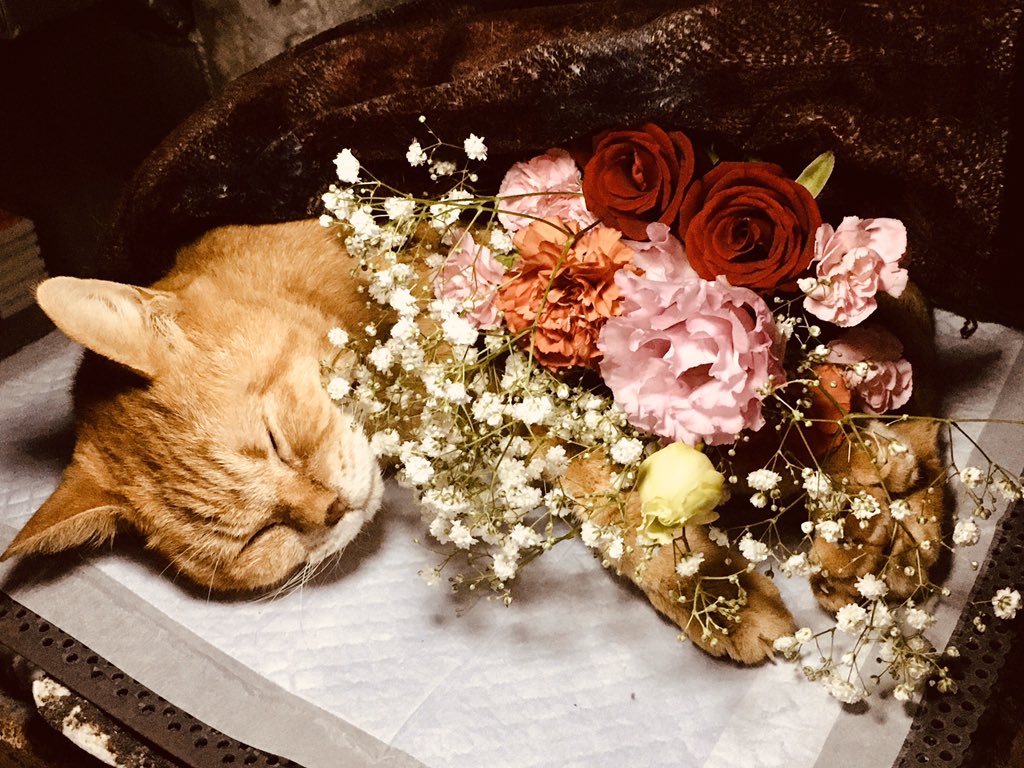 hiromix_diva's tweet photo. 2019.10.29 8:50
最愛の凛ちゃんがお空へ旅立ちました
うちの家族になって16年とちょっと
いっぱい書きたいことがあるけどこれしか書けません
出逢ってくれて、たくさん愛してくれてありがとう
幸せやったよ
#hiromix
#凛ちゃん
#茶トラ
#スピリチュアルキャット
#お空でお母ちゃんと見守っててね https://t.co/jkU0zI3Hr9