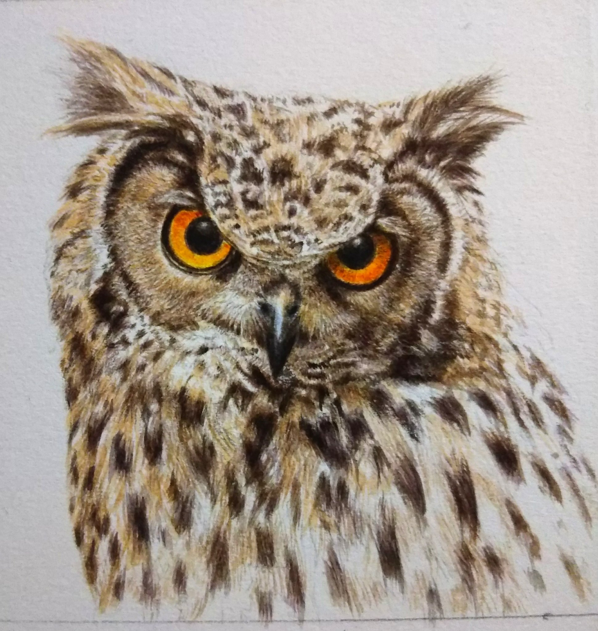 木菟 Twitter Search Twitter