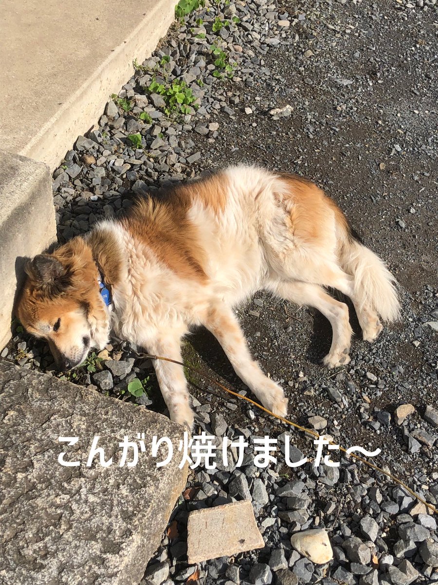 こんがり焼けました