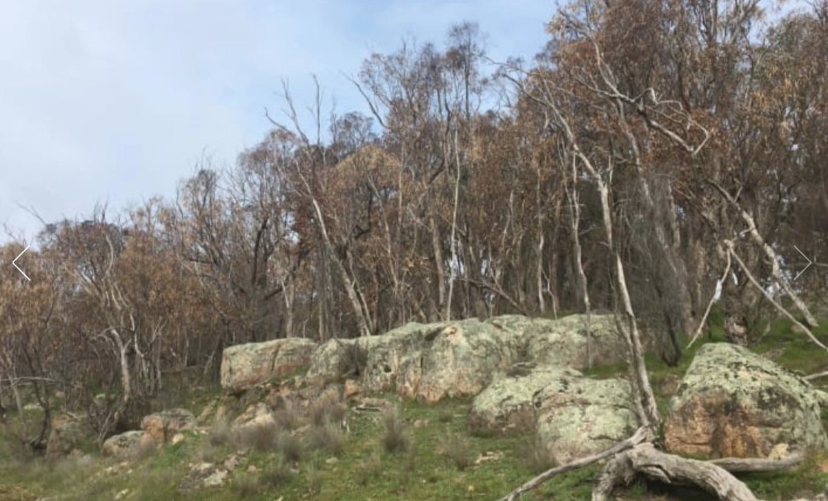 EucalyptAus's tweet photo. Keep keeping an eye out for dead and dying trees, team. 
An investigation of "hectares and hectares" of dead and dying trees is underway in the Strathbogie region, Victoria. 
https://t.co/8iWODStltB
#DeadTreeDetective #ozplants #eucalypts https://t.co/EoaYUxoha1