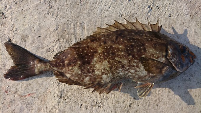 アイゴの特徴 見分け方 写真から探せる魚図鑑