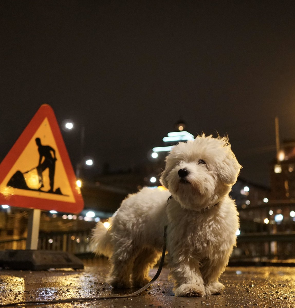 We have declassified a picture of the wonderful dog (name not declassified) that did such a GREAT JOB barking at a pug today #declassified #DeclassifiedDogs