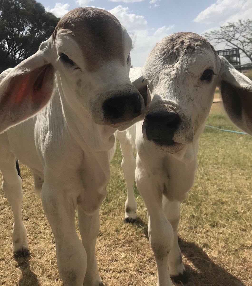 CowoftheDay1's tweet photo. 📅 30th October 2019 
🏷 @poultryqueen420 https://t.co/CkOWGovkOx