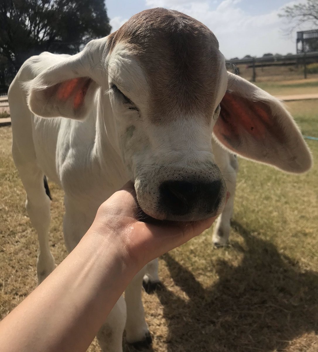 CowoftheDay1's tweet photo. 📅 30th October 2019 
🏷 @poultryqueen420 https://t.co/CkOWGovkOx