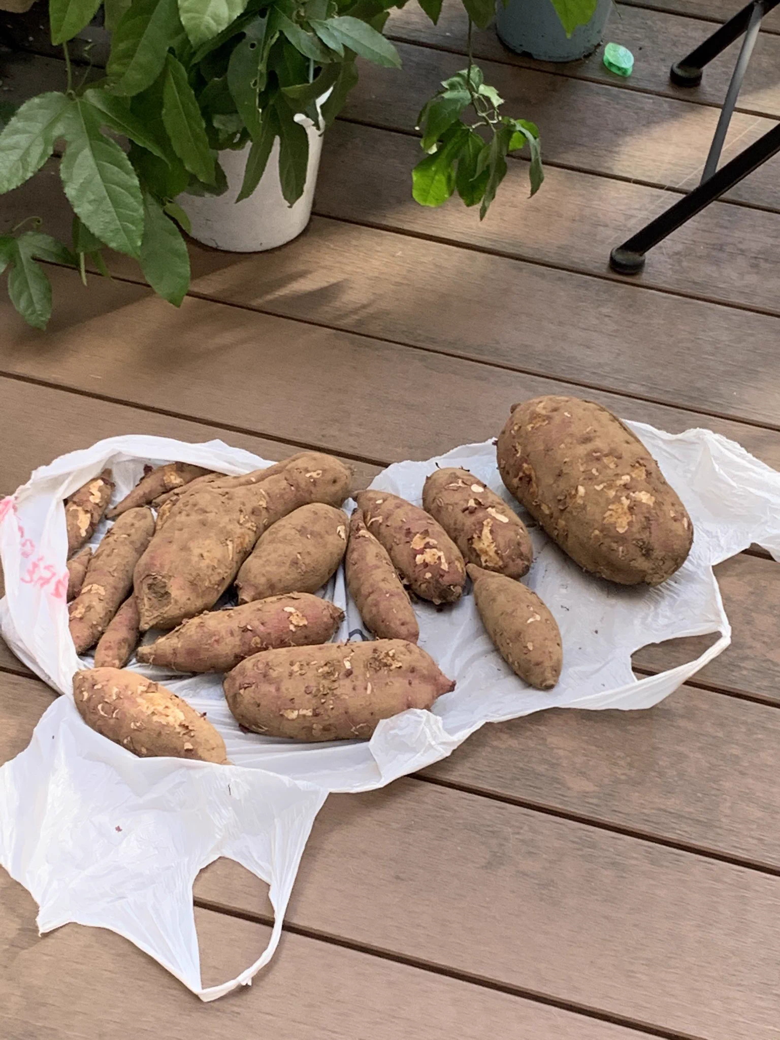 イヌかと思ったらイモ！？まさかすぎる間違いが話題！