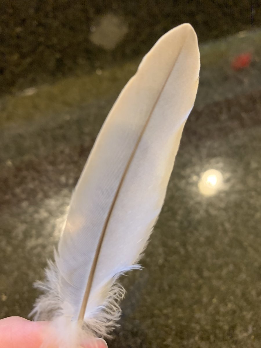 nannciesantana's tweet image. Divine Signs all day long #SPIRITUAL #angelfeathers #angelsigns #lightworker