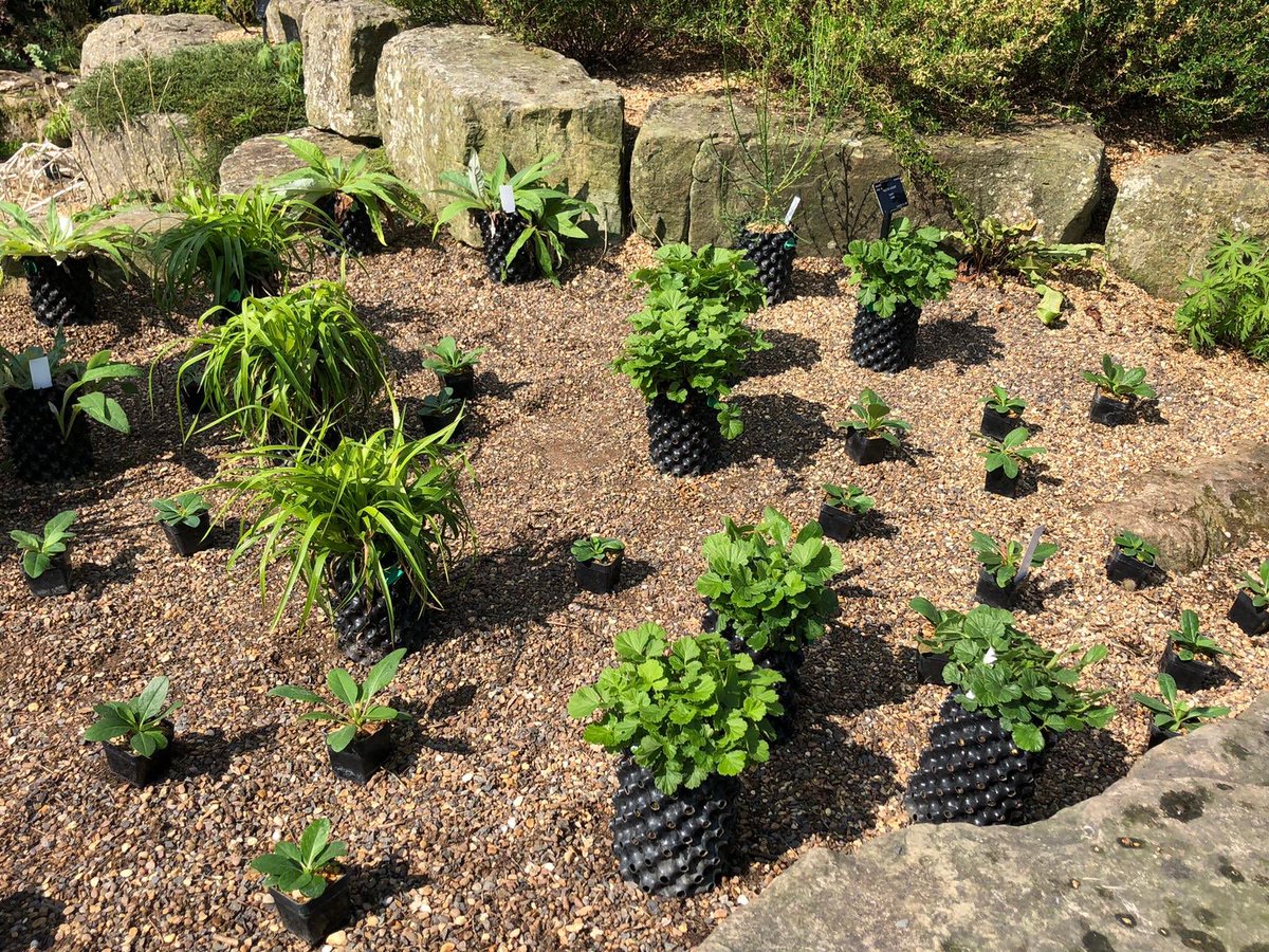 tfreeth's tweet photo. Growing plants from cold, high and very wet @wildhaweswater in the the hot, dry and sea-level @kewgardens is not easy, but we are using techniques like mass autumn plantings, airpots, deep gravel mulches, crevice sowing of seeds direct into the cracks. #kewalpine https://t.co/LJ3cSlC06U