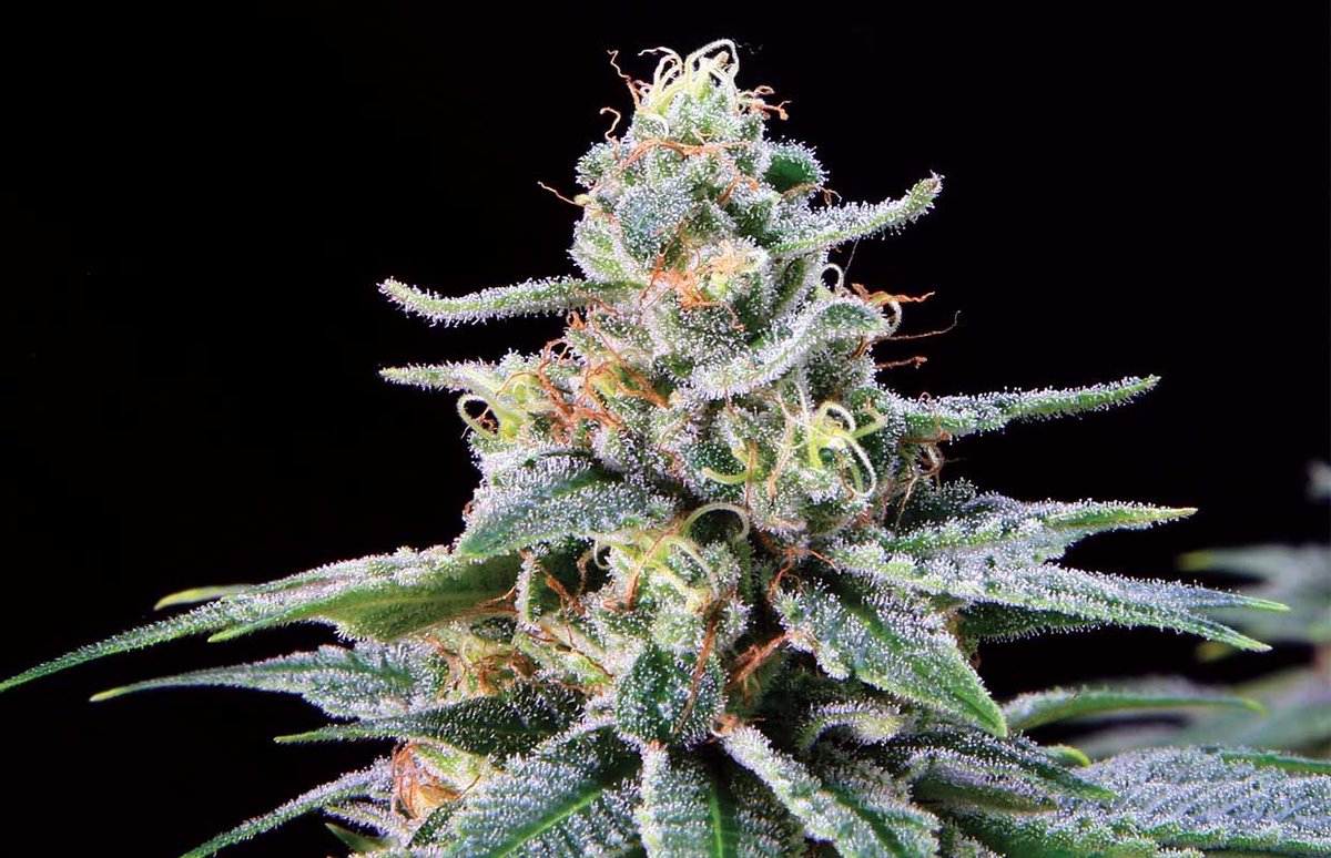 13. strain is great for mind and body relief.Strain Review: Shangrila via. 
