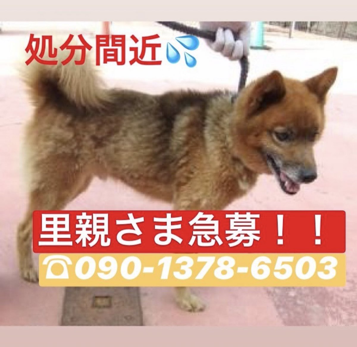 福島県動物愛護センター